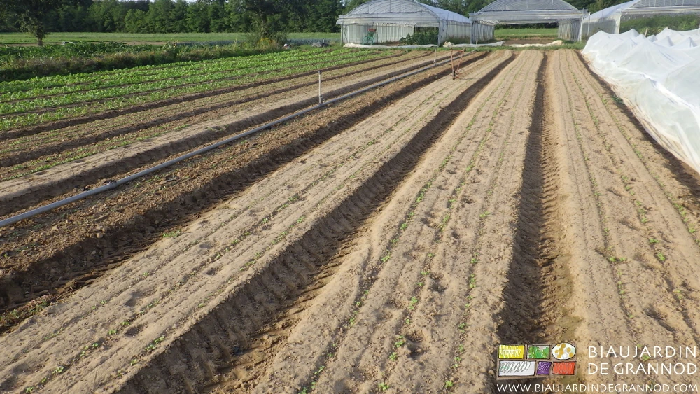 photo des planches le navet juste levé et la houe au travail