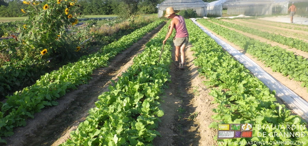 photo de Charline travaillant à la rapette dans les planches de navet et radis