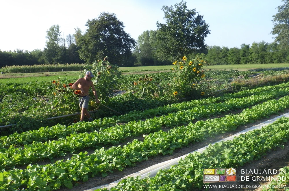 photo de Matthieu au travail à la râpette à côté d'une bande fleurie