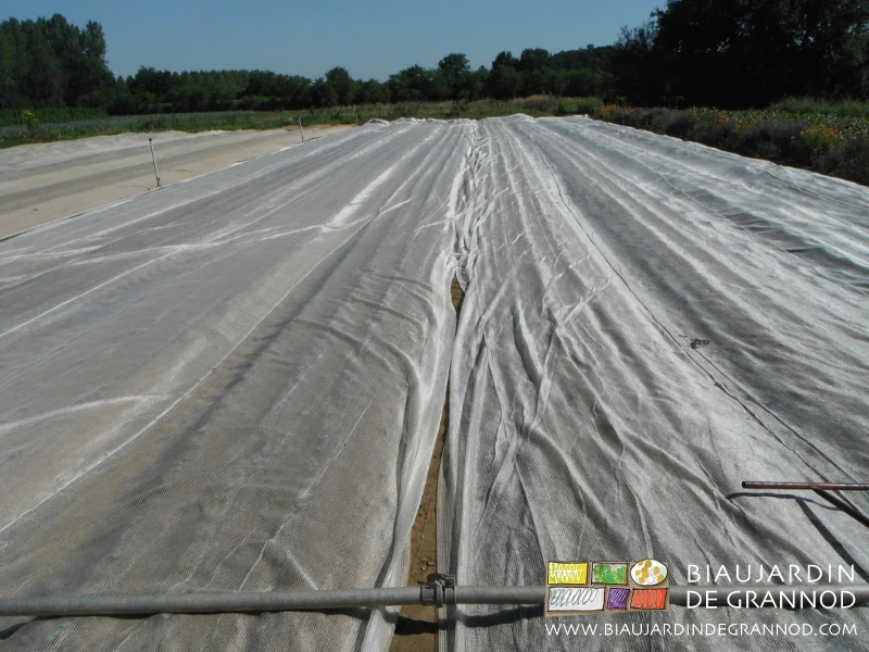 vue du carré de navet de radis entièrement couvert de filets anti insectes