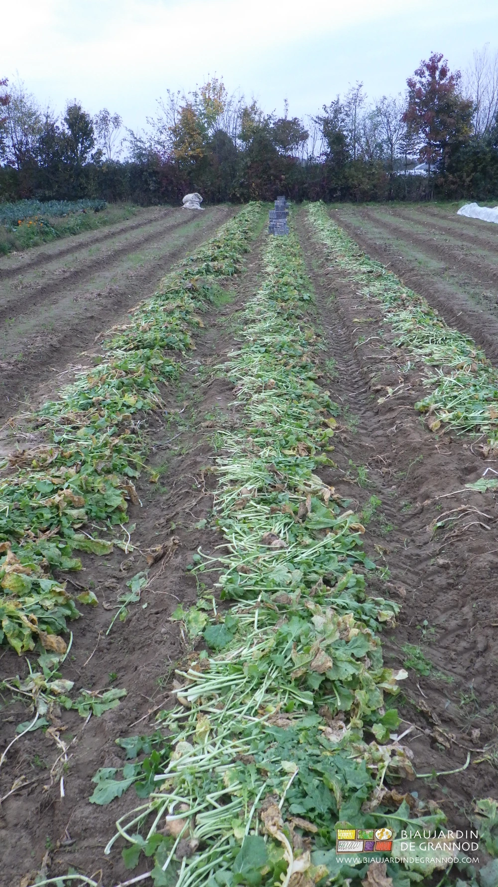 photo des feuilles coupée et alignées sur les planches avant incorporation