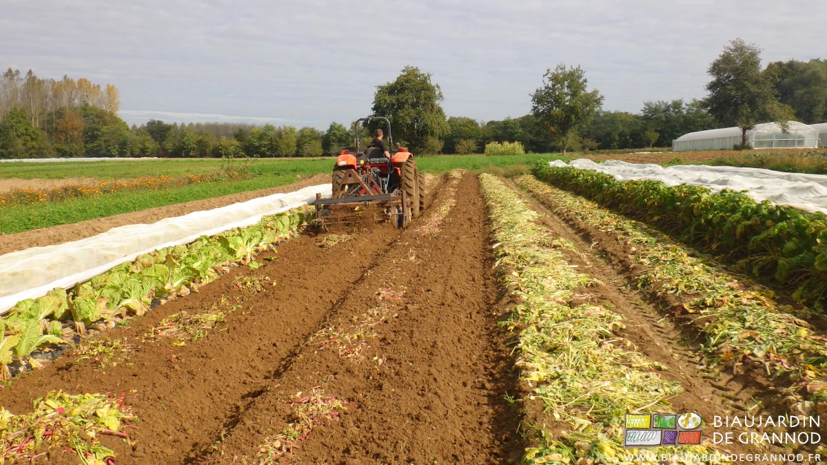 incorporation au cultibutte et sous beau soleil des feuilles de radis d'hiver