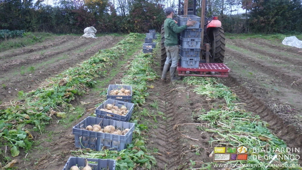 photo de Matthieu à la mise en pile des cagettes sur palette
