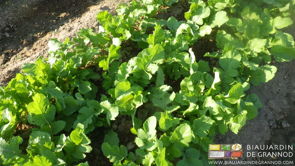 photo de feuilles de navet commençant à couvrir tout l'entre rangs