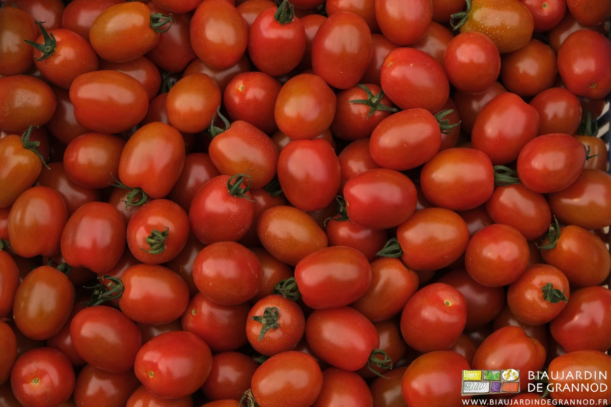 photo de tomate cerise récoltée en cagette bois