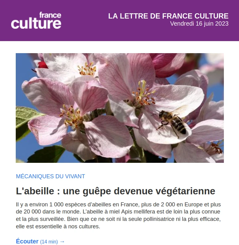 copie d'écran France Culture photo d'abeille butinant en verger