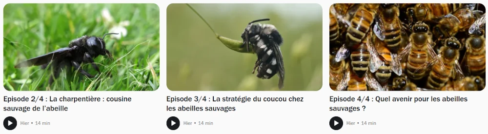 capture d'écran France Culture de photos de charpentière, abeille sauvage et colonie