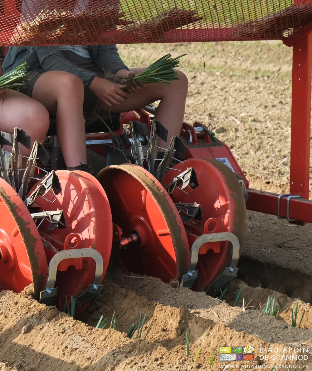 photo des distributeurs à pinces alimentés en plants de poireau par les mains Biaux Jardinières