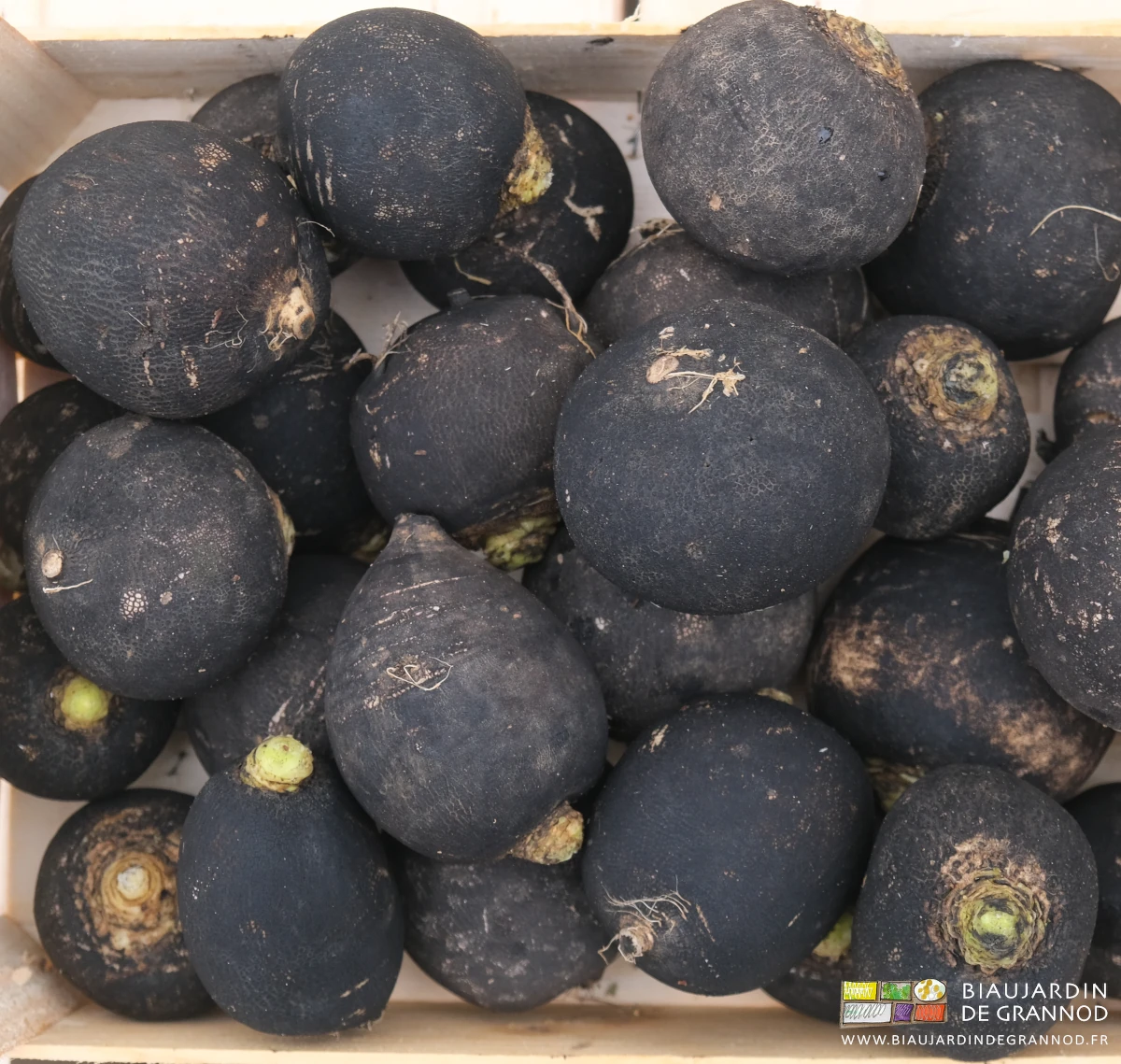 photo de radis noir rond prêts à vendre en cagette bois