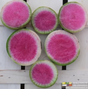 photo de rondelles de radis chair rouge sur caisse bois