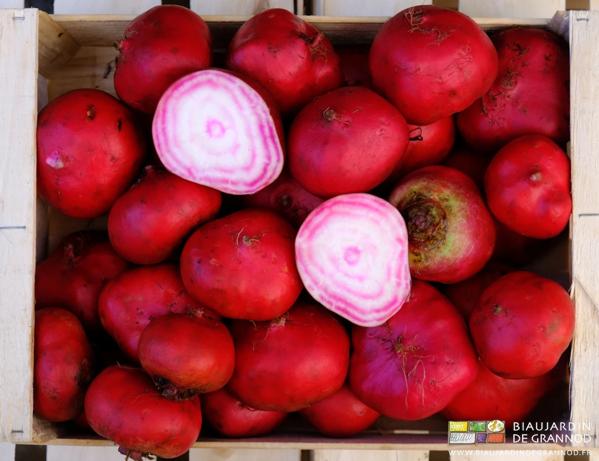 betterave chioggia à peau rouge vif et chair blanche rayée de cercles rouge en cagette bois