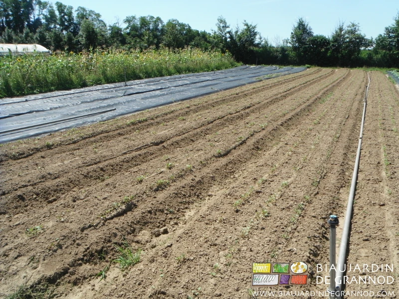 photo de planches binées entre rangs récemment levés
