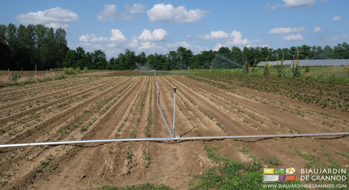 photo du carré avec échelonnement de betteraves plantées d'autres semées