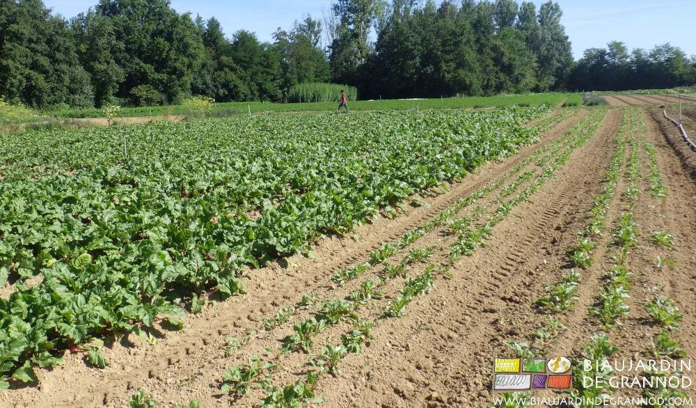 photo du carré de betterave à différents stades de végétation