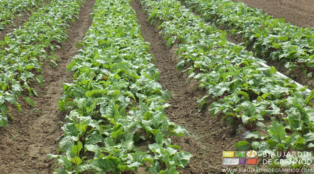 photo d'une partie du carré de betterave en cours de végétation