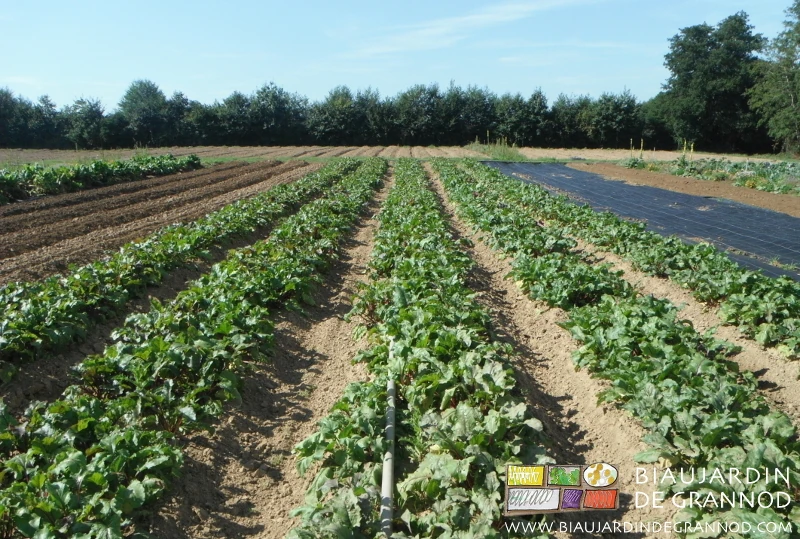 photo de planches de betterave en pleine croissance