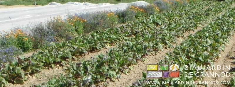 photo betterave longée d’une bande fleurie du bleu et mauve des centaurées, orange du souci