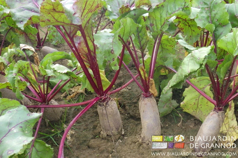 photo de betterave rouge longue, cylindre de plus de 20 centimètres