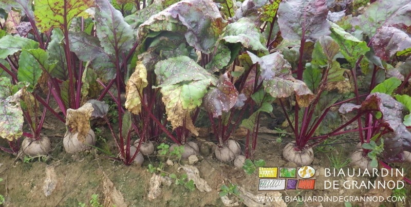 photo au champ de betterave rouge plate