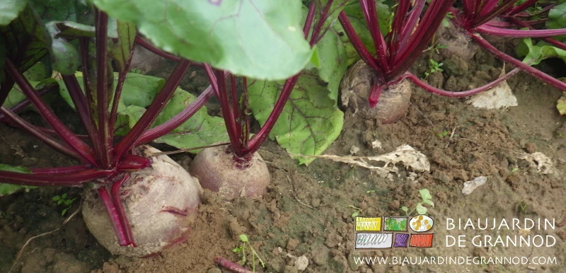 photo au champ de betterave rouge variété ronde quasi parfaitement sphérique