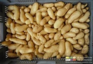 photo de pomme de terre nouvelle en cagette