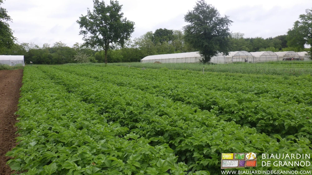 photo du carré de pomme de terre en plein champ, sur fond de jolis chênes et bocage