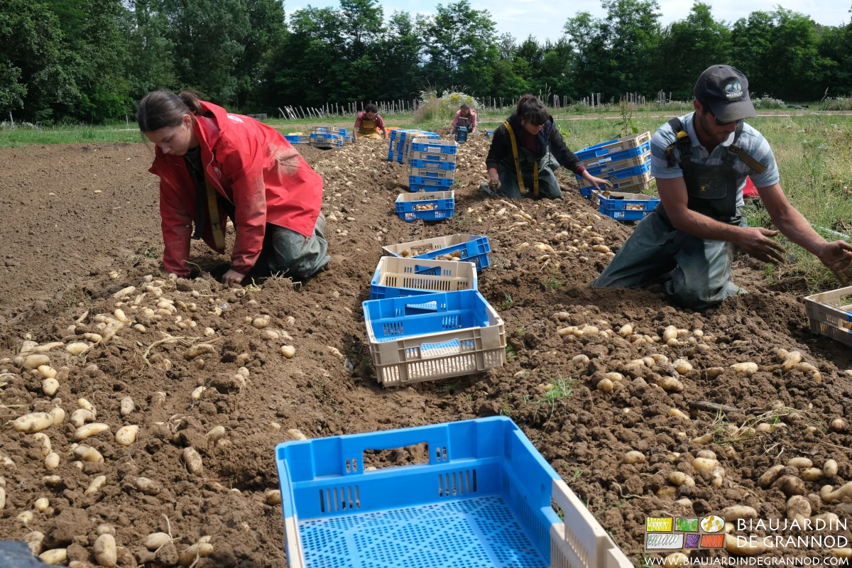 photo de 5 Biaux Jardiniers à genouillés pour la récolte manuelle de pomme de terre