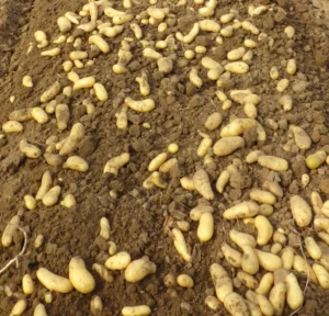 photo de pomme de terre arrachées et posées sur la planche de culture