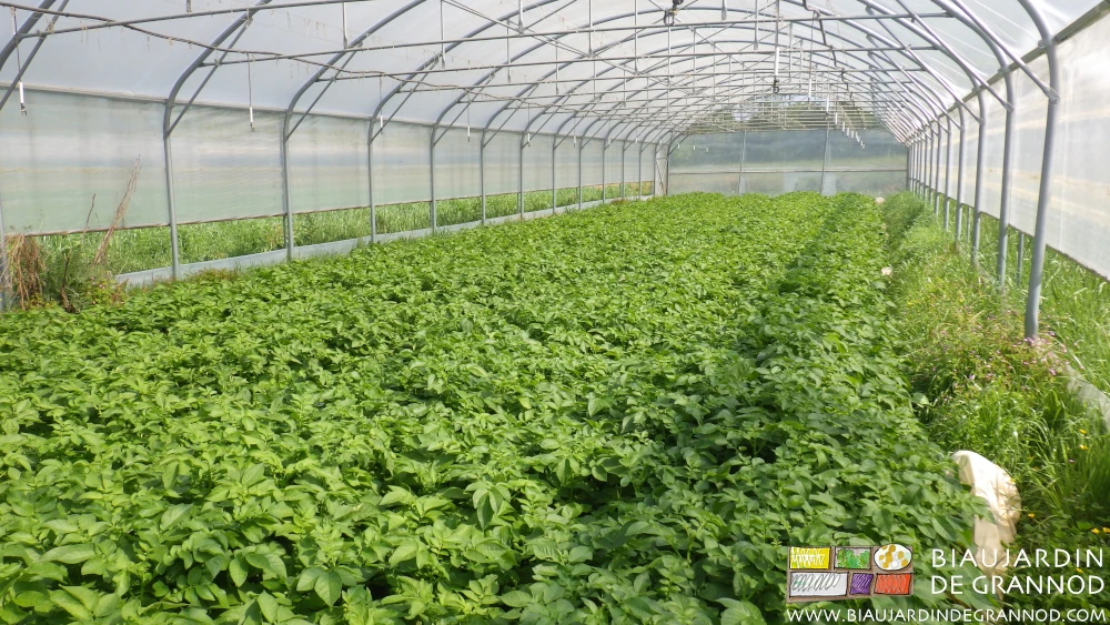 photo d'une belle culture de pomme de terre sous tunnel