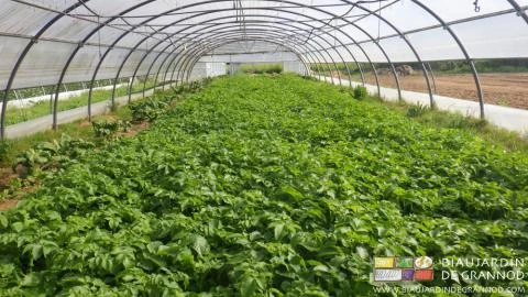 photo du tunnel de pomme de terre proche de la récolte
