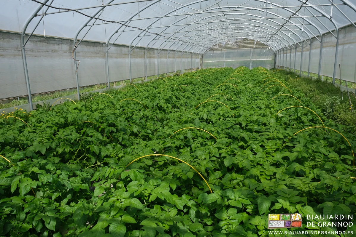 photo d'un tunnel de pomme de terre et ses arceaux jaunes de protection supplémentaire