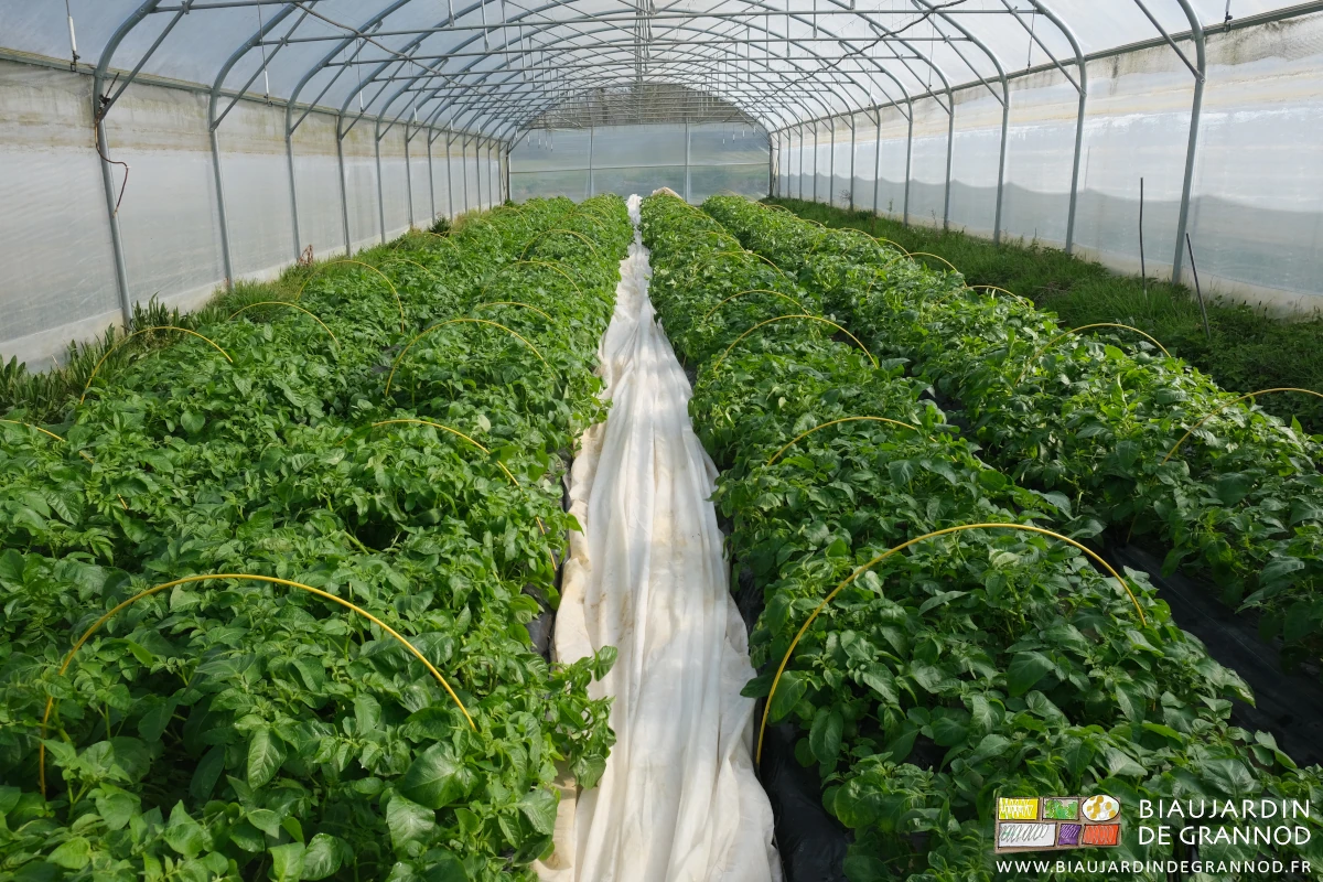 photo d'un tunnel de pomme de terre le voile de protection plié au centre