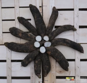 photo de radis noir longs disposés en étoile sur cagette bois