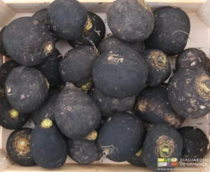 photo de radis noir rond prêts à vendre en cagette bois