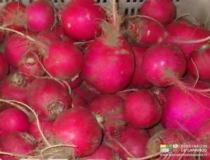 photo de radis rond rouge chair blanche en caisse
