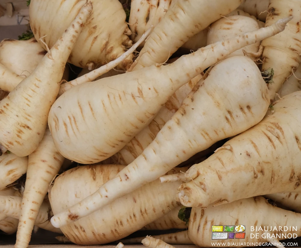 photo de panais bien lavé