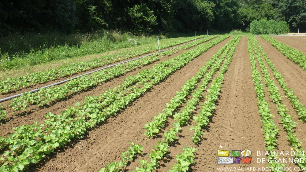 photo du carré de panais en plein développement sans adventices