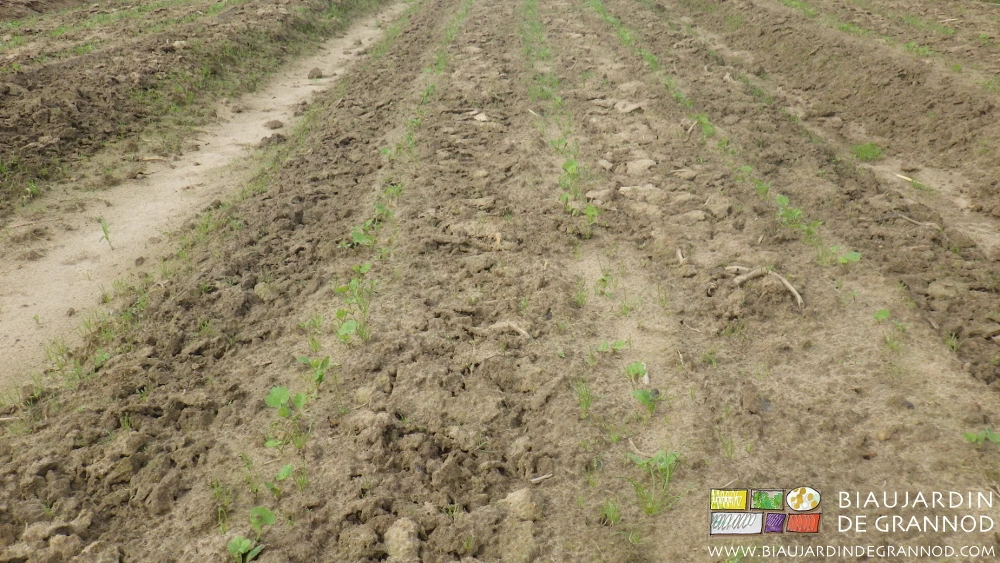 photo de carré de panais en début de culture par temps très mouillé