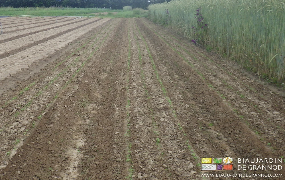 photo de planches de panais en début de végétation entre rangs binés mécaniquement