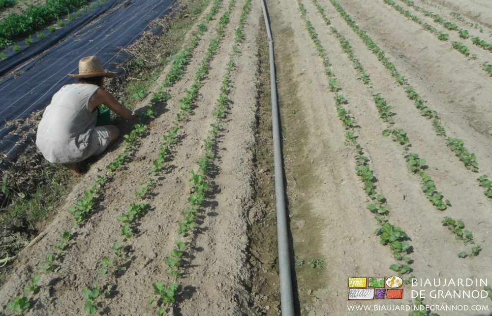 photo de Charline au premier désherbage manuel sur le rang