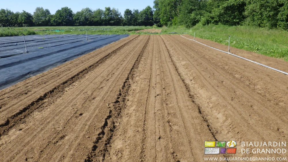 photo du carré de panais bien levés