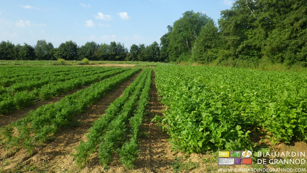 photo de planches voisines de carotte et de panais sans adventices