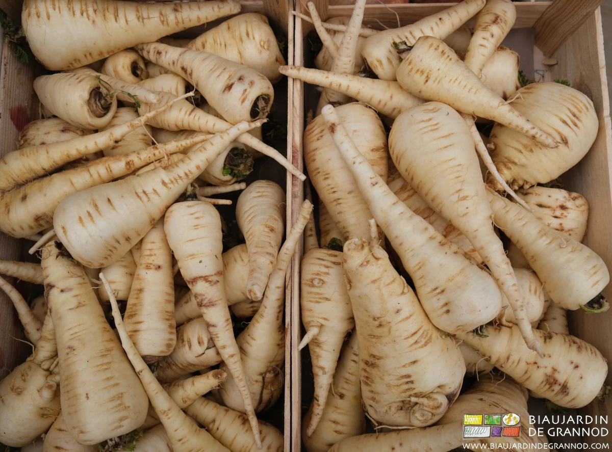 photo de panais lavés rangés en caisse bois