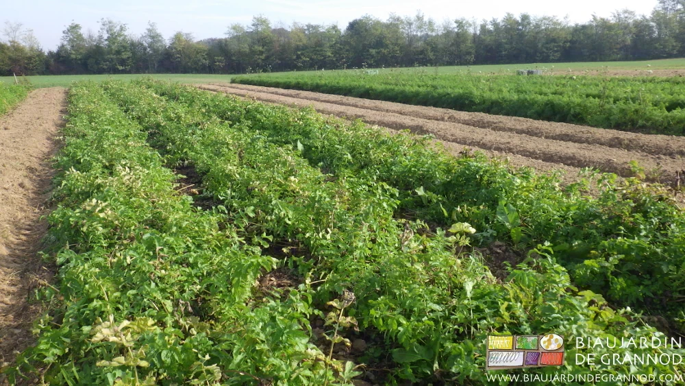 photo des feuilles jaunissantes qui indiquent la maturation des racines de panais