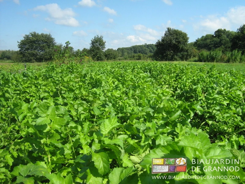 sous le soleil, photo des feuilles de panais qui cachent et couvrent complètement la terre