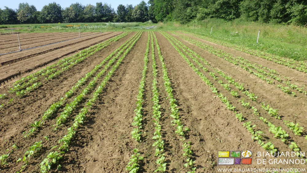 photo du carré de panais qui pousse doucement