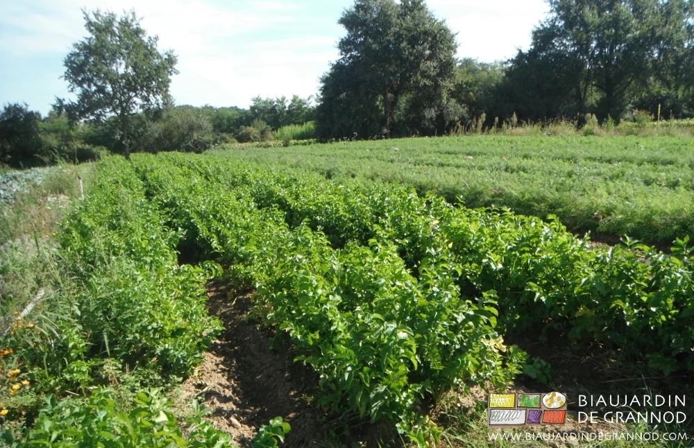 photo du carré de panais en cours de mûrissement
