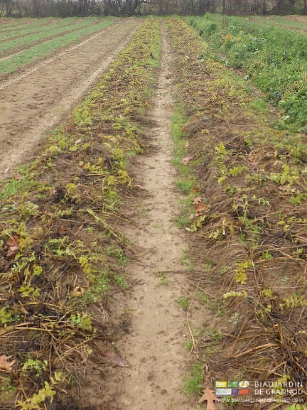 photo automnale des feuilles fanées et couchées au sol signant la fin de culture