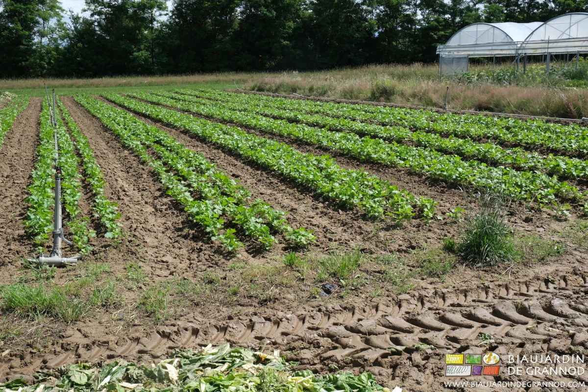 photo du carré de panais en végétation, sol humide sous un beau soleil