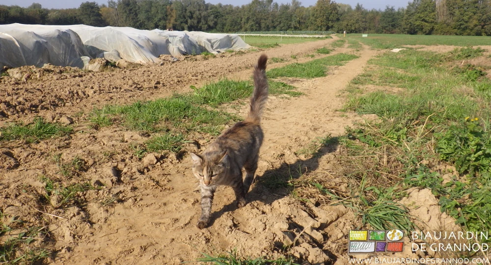 photo de la magnifique chatte Swiffer chasseuse grise beige et rose